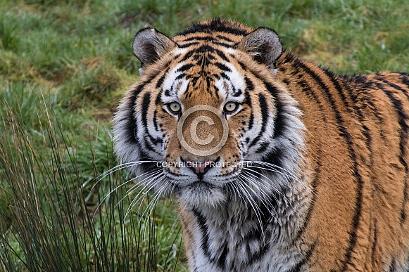Amur/Siberian Tiger(Panthera Tigris Altaica)