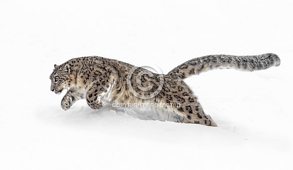 Snow Leopard-Pouncing Snow Leopard