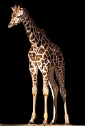 Rothschild's Giraffe Calf Full Body Black Background
