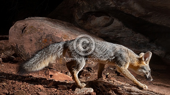Grey fox, Urocyon cinereoargenteus