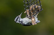 Female Hairy Woodpecker Eating Suet