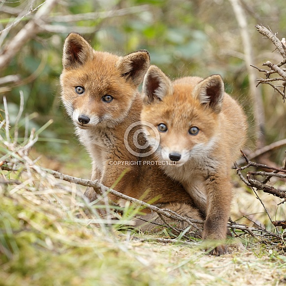Two Red Fox Cub