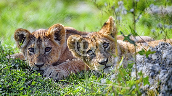 Pair of Lion Cubs