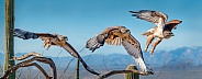 Ferruginous Hawk Flying Sequence