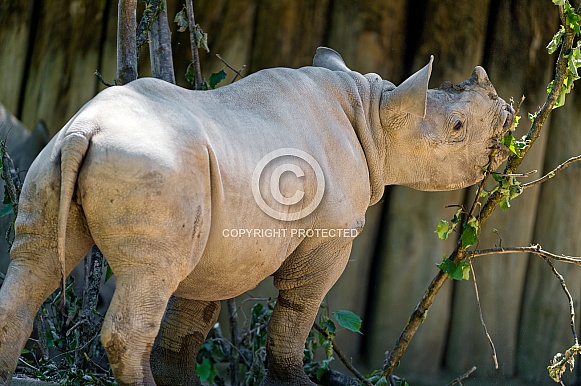 Young Rhino.