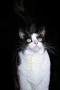Black and white colored cat