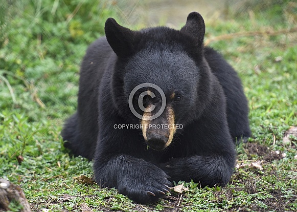 Young Black Bear
