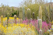 Arizona Desert in the Spring