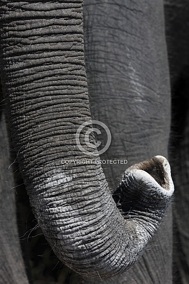 Elephants trunk