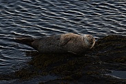 Common or harbour seal pup
