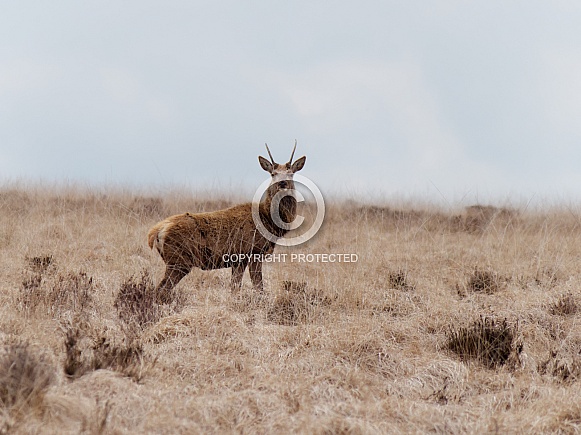 Red deer (young stag)