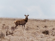 Red deer (young stag)