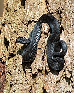 black adder up tree trunk