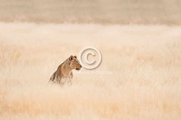 Lioness in SA