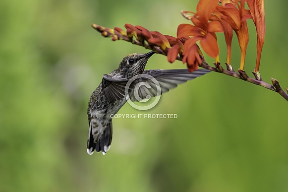 Hummingbird—Hover and Sip