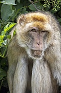 Barbary macaque (Macaca sylvanus) in natural habitat