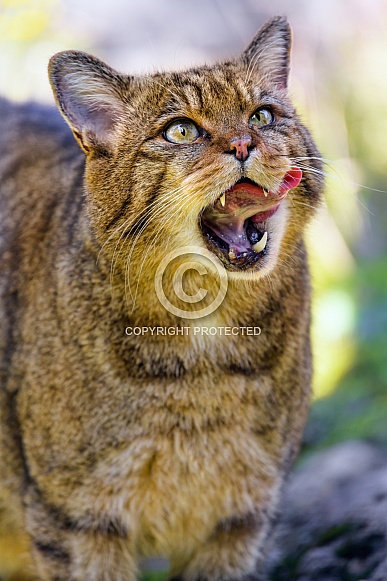 Wildcat with open mouth