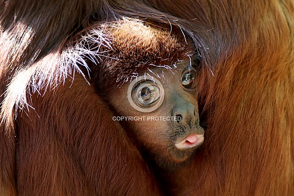 Red howler monkey (Alouatta seniculus)