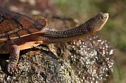 Eastern snake-necked turtle.