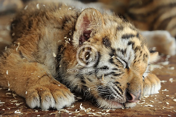 Sleeping Siberian Tiger Cub