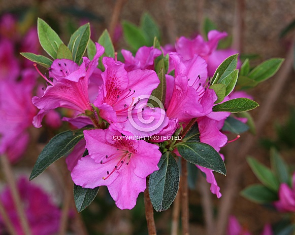 Deep Pink Rhododendron Flowers