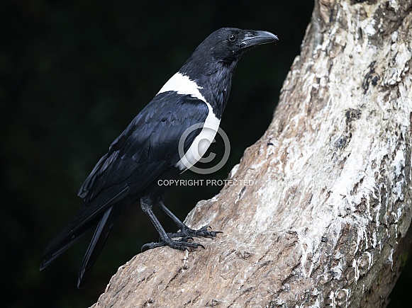 Eurasian magpie or common magpie (Pica pica)