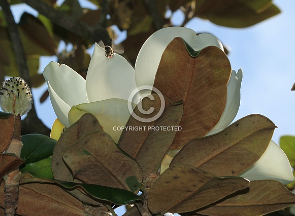 White Southern Magnolia and a bee