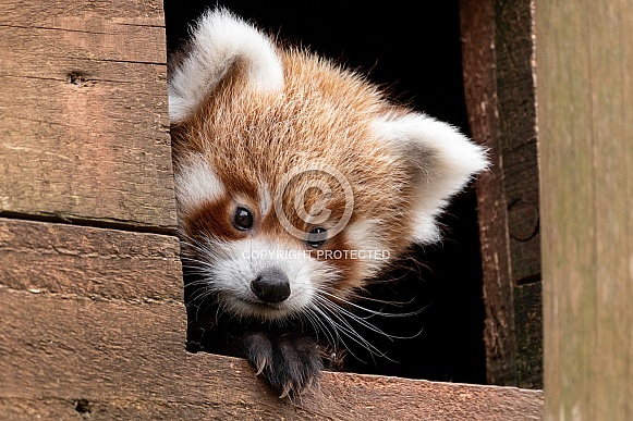 Red Panda Cub Peeking Out Of Nest Box