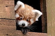 Red Panda Cub Peeking Out Of Nest Box
