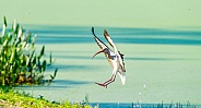 American white ibis - Eudocimus albus - juvenile or young landing at the edge of a Florida wetland pond