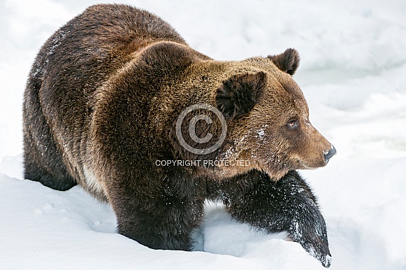 Brown Bear in Snow