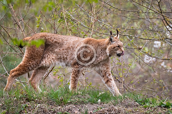 walking lynx