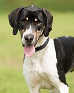 Black and White Trailhound