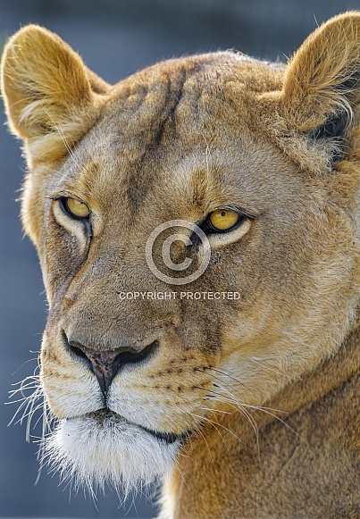 Close portrait of a lioness