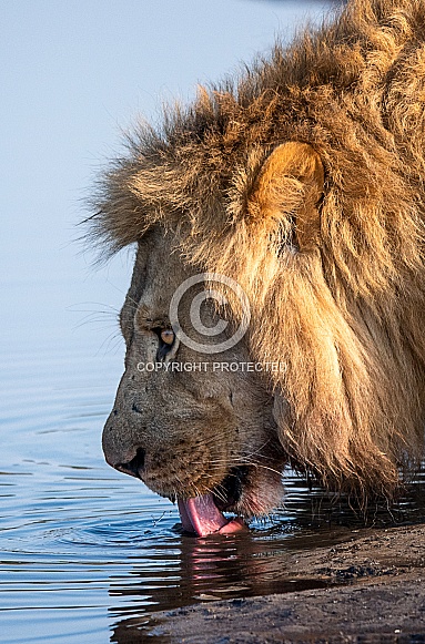 Lion drinking