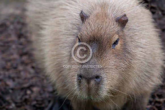 Adult Capybara