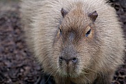 Adult Capybara