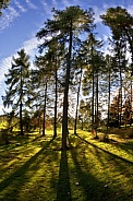 Woodland trees and sunlight - England