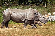 White Rhino Mother with Calf