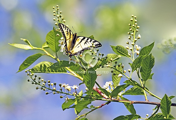 Swallowtail Butterfly on a Chokecherry Tree