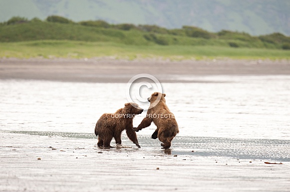 Wild Alaskan brown bear cubs