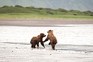 Wild Alaskan brown bear cubs
