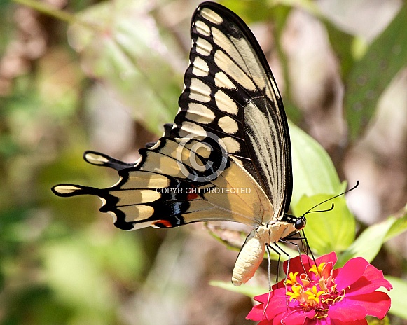 Giant Swallowtail feeding on Zinnias