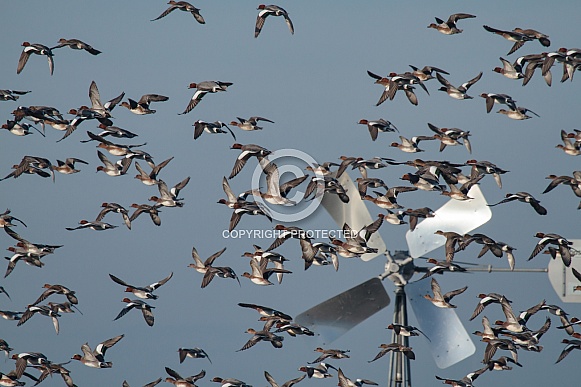 a large group of wigeons