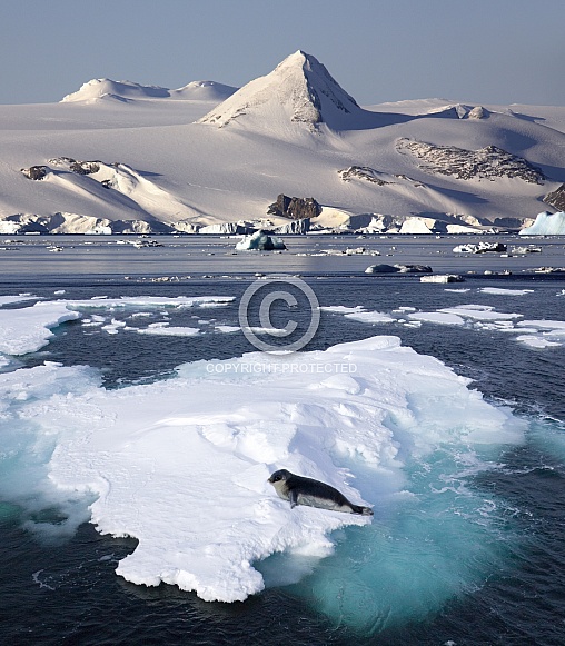Hooded Seal on sea ice - Svalbard Islands