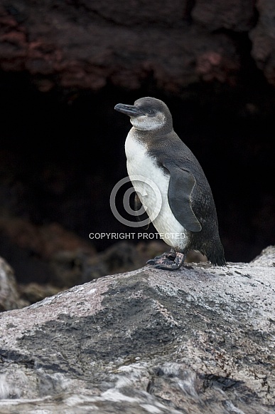 Galapagos Penguin - Galapagos Islands - Ecuador