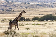 Giraffe - Damaraland - Namibia