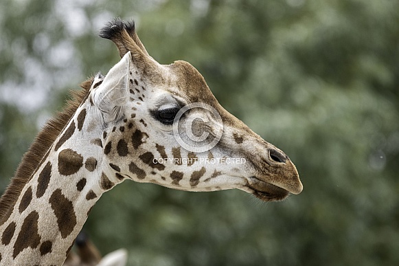 Rothchild's Giraffe Close Up