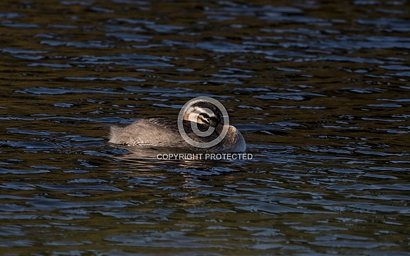 Red-necked Grebe Chick Swimming in Alaska