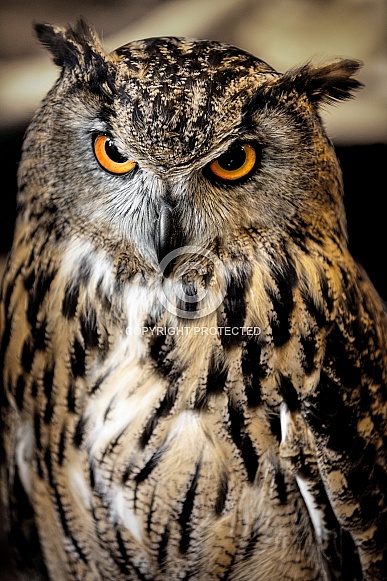 Eurasian Eagle Owl--Angry Eyes